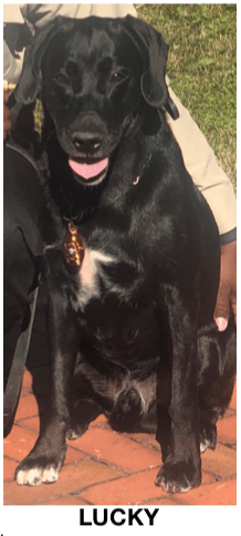 Petersburg Sheriff's Office K9 Lucky 